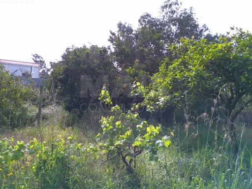 Terreno Rústico (Avos), Quinta da Oliva - Charneca da Caparica