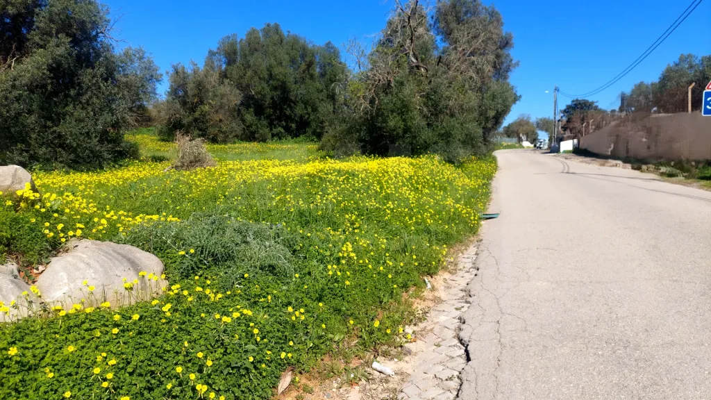Lote de  Terreno Rustico