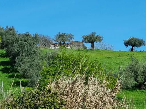 Quintinha com 6,2 Hectares, Água Abundante e 902 m² de Construção em Torres Novas