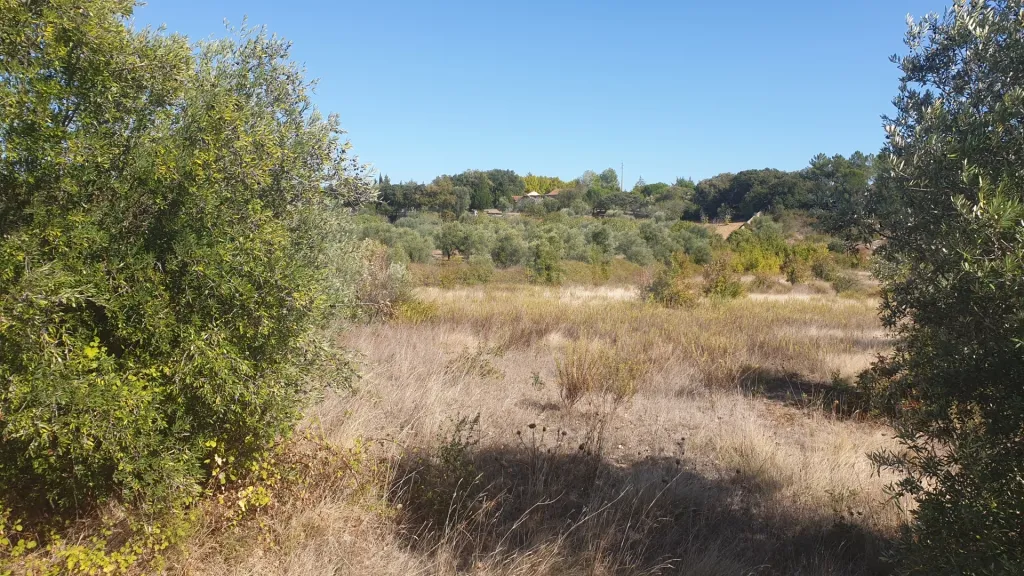 Terreno Rustico em SOUDOS Torres Novas