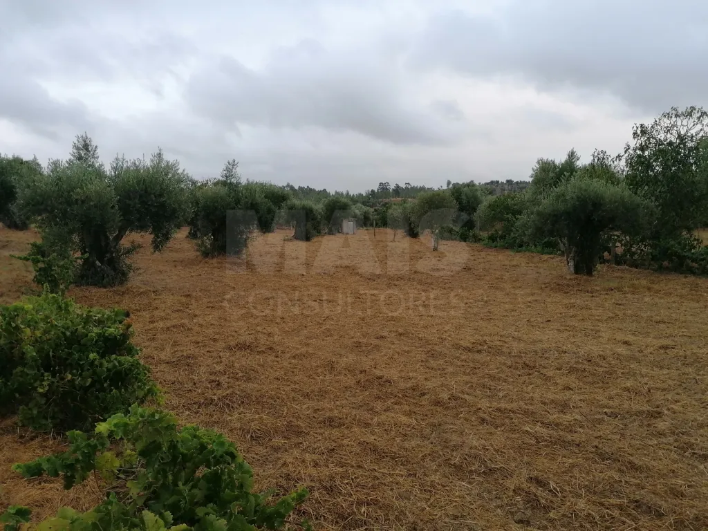 Terreno em Mouriscas para cultivo com olival e árvores de fruto