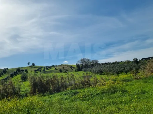 Quintinha com 6,2 Hectares, Água Abundante e 902 m² de Construção em Torres Novas
