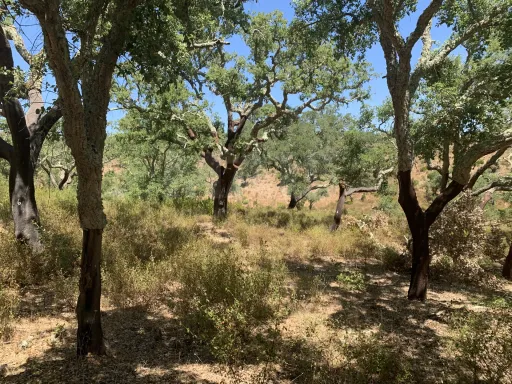 Herdade  com 40,85 hectares em São Bartolomeu da Serra, Santiago do Cacém