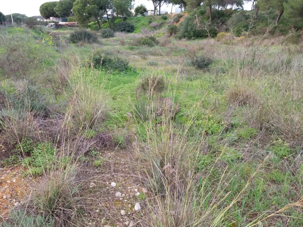 Lote de terreno Rustico com bom acesso e eletricidade