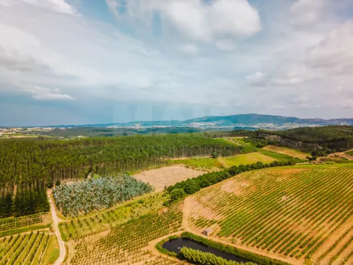 Terreno Urbanizável com Vista Serra | Brejo, Estorninho - Bombarral