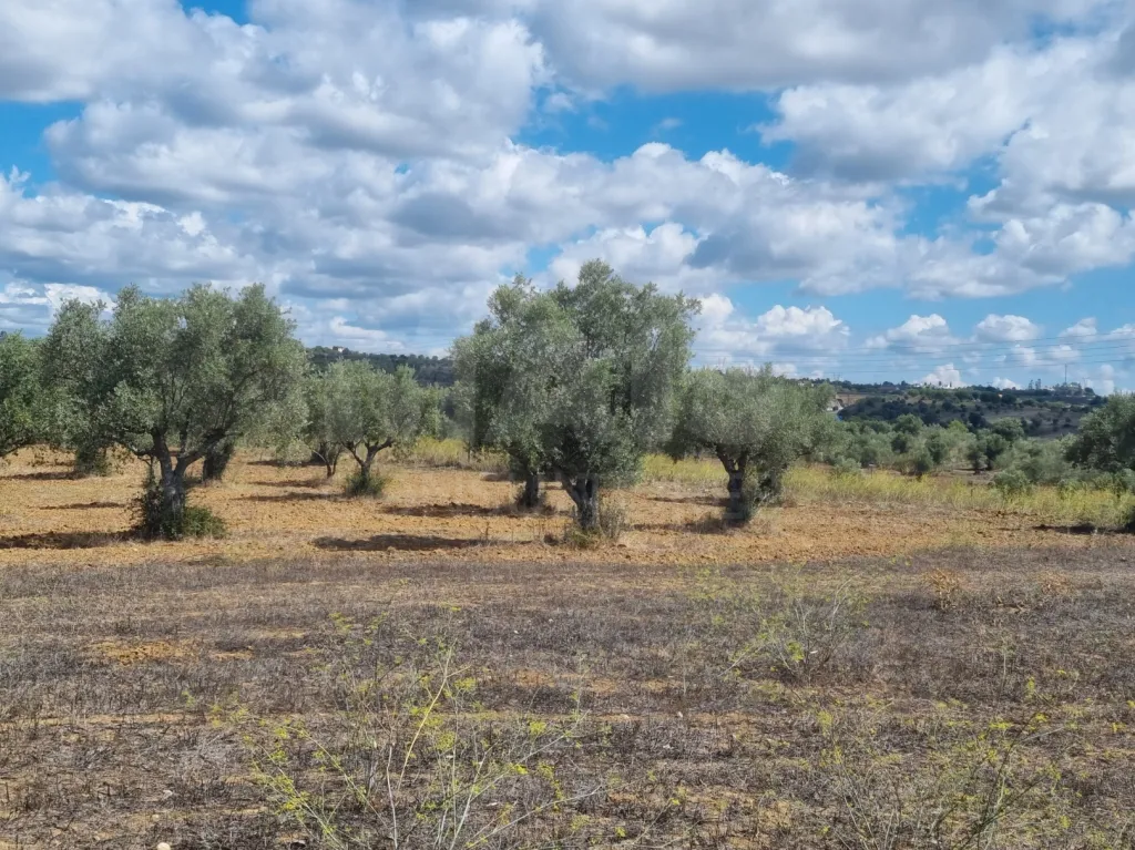 Terreno Rustico CASALINHO -MOURISCAS