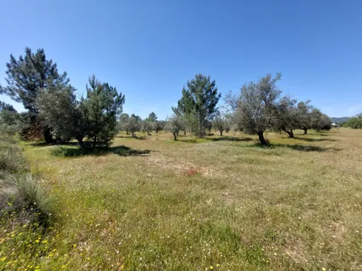 Olival com excelente localização em Grândola