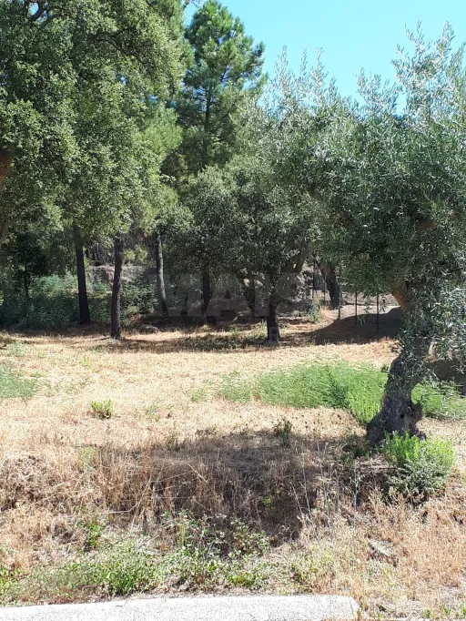 Terreno Misto, Salgueiro do Campo, Castelo Branco