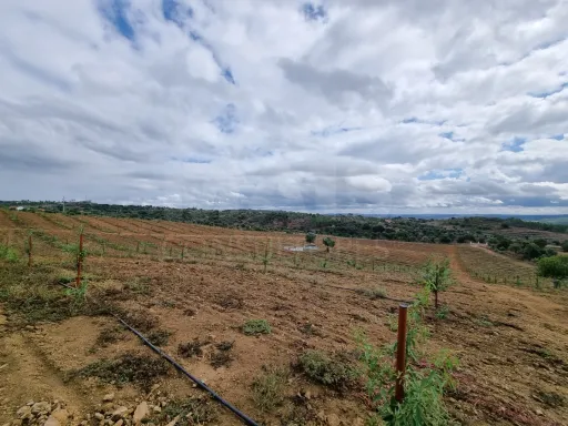 QUINTA, em  Casas Novas  - MOURISCAS -ABRANTES