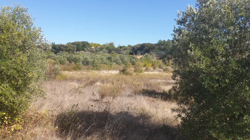 Terreno Rustico em SOUDOS Torres Novas