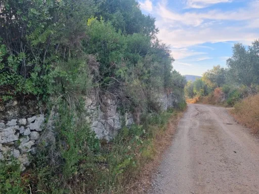 Terreno Rustico  Pedrogão TORRES NOVAS