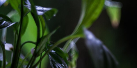 Descubra como a Lua Pode Transformar o Seu Jardim em um Paraíso Verde!