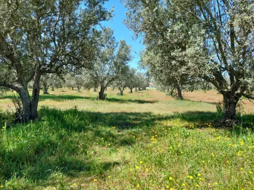 Olival com excelente localização em Grândola