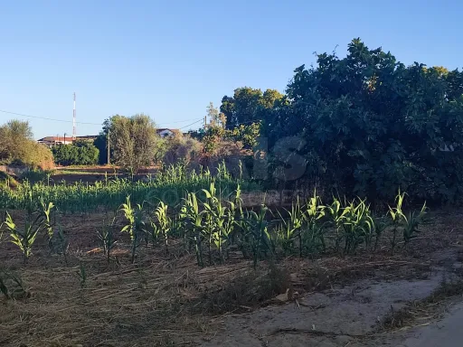 Quinta com moradia para recuperar na zona de Abrantes