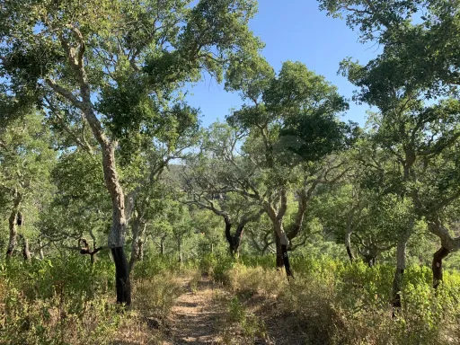 Herdade  com 40,85 hectares em São Bartolomeu da Serra, Santiago do Cacém