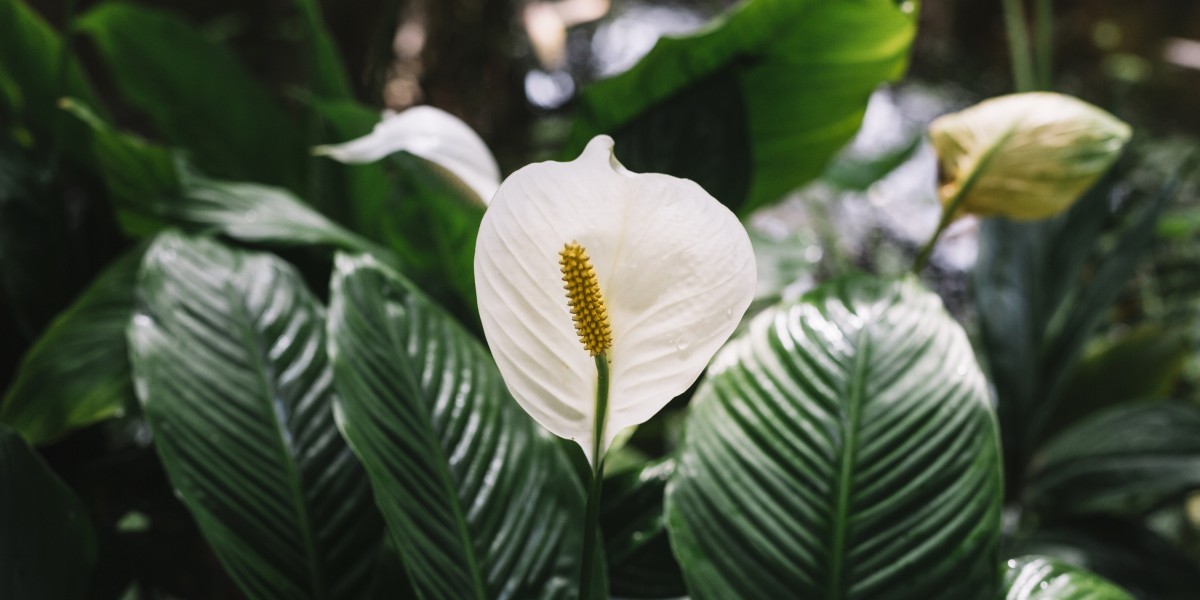 Descobre as 5 Plantas de Sombra que Transformarão o Teu Interior em um Paraíso Verde! 🌱