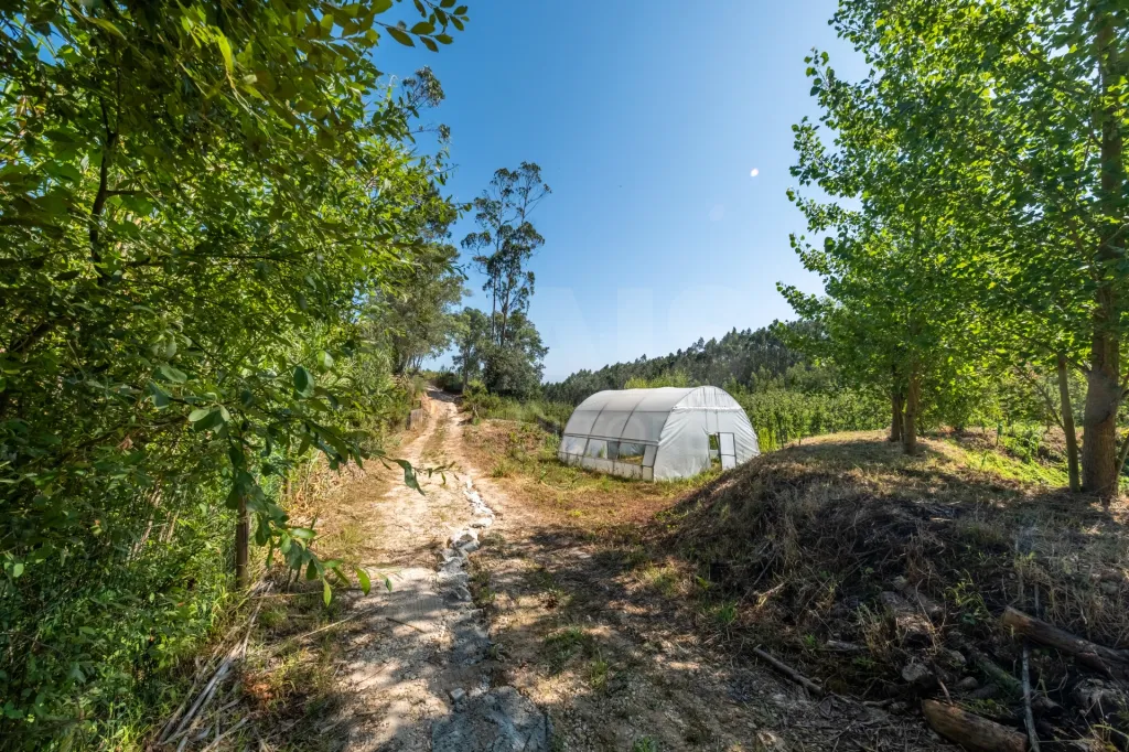 Terreno Agrícola na Fanadia | 16.100 m² de Potencial e Infraestruturas Preparadas