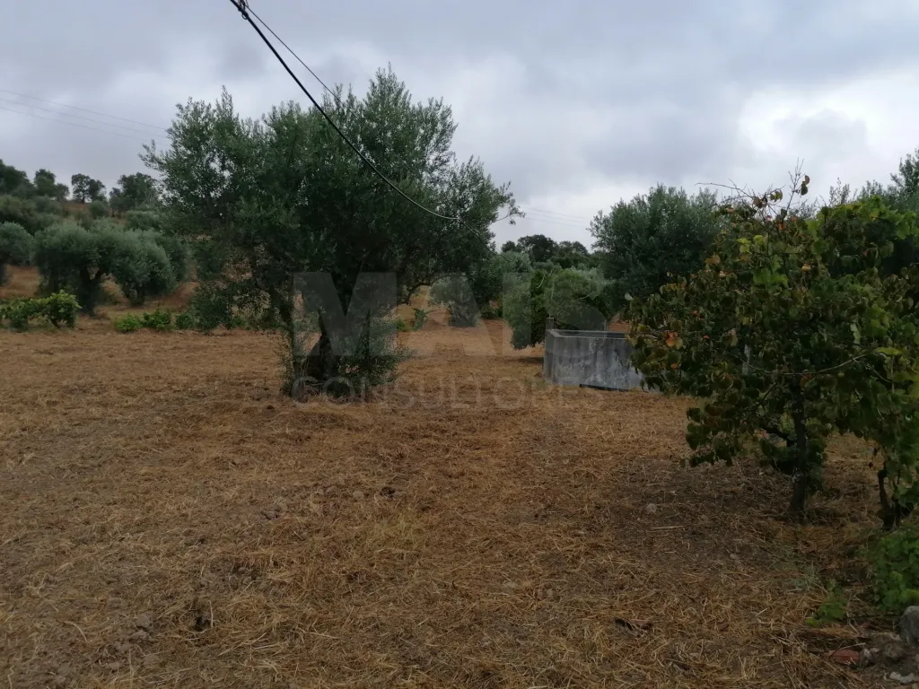 Terreno em Mouriscas para cultivo com olival e árvores de fruto