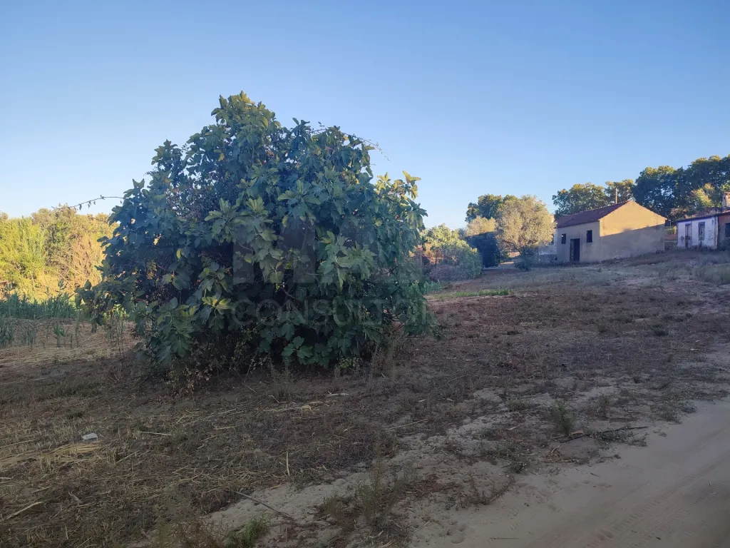 Quinta com moradia para recuperar na zona de Abrantes