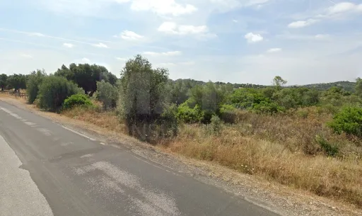 Terreno Rustico  Pedrogão TORRES NOVAS