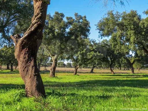 🌿Propriedade com 76,425 ha, Potencial para Eco Turismo – Rentável e com Casa Rural – Grândola, Alentejo🌿