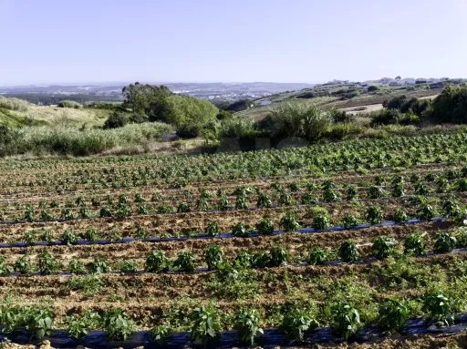 Terreno com Viabilidade de Construção