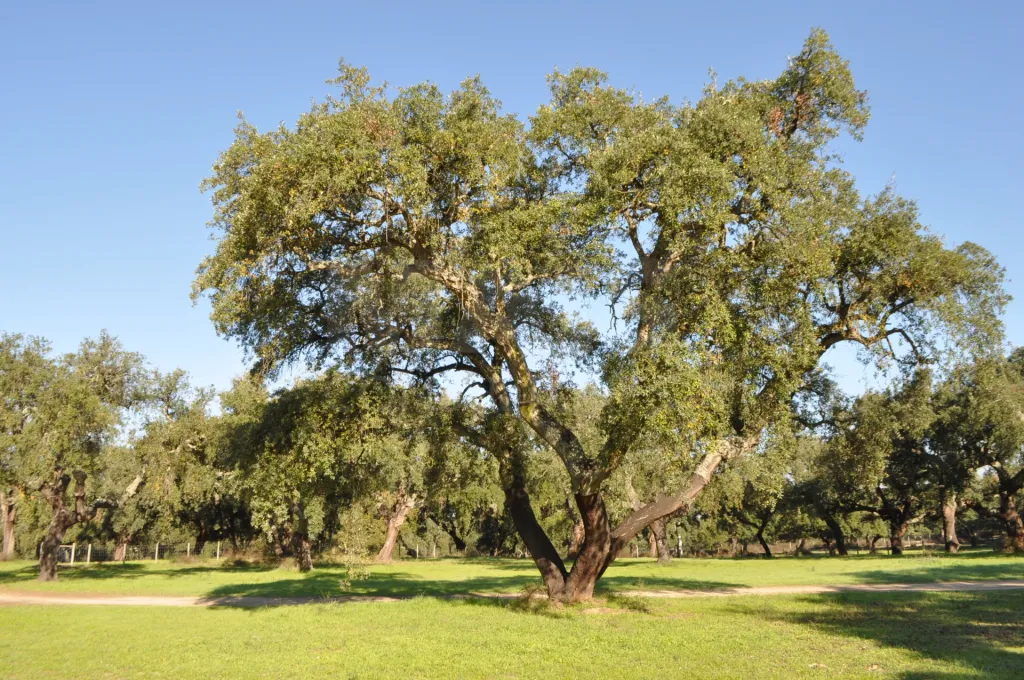 🌿Propriedade com 76,425 ha, Potencial para Eco Turismo – Rentável e com Casa Rural – Grândola, Alentejo🌿