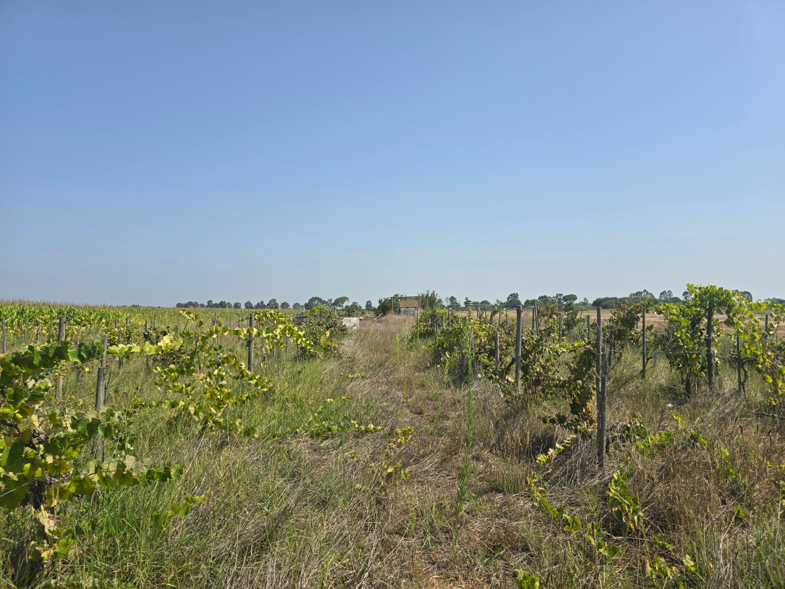 Oportunidade de Investimento Agrícola em ALMEIRIM!