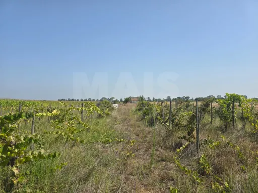 Oportunidade de Investimento Agrícola em ALMEIRIM!
