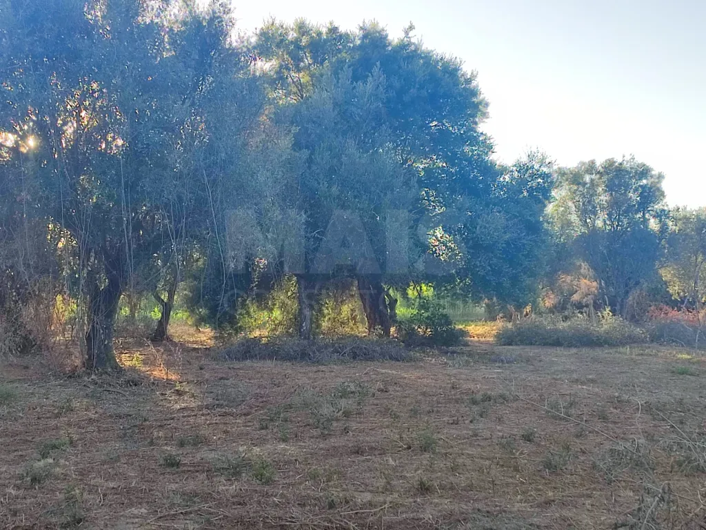 Quinta com moradia para recuperar na zona de Abrantes