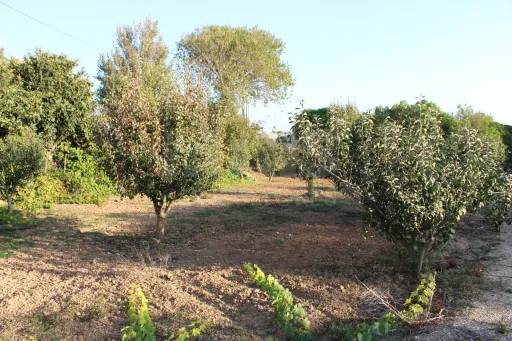 Plot with approved project for a villa ready to be built.