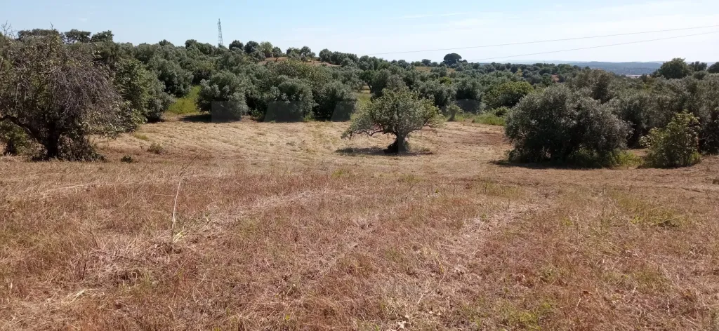 Terreno Misto com Ruina em TORRES NOVAS