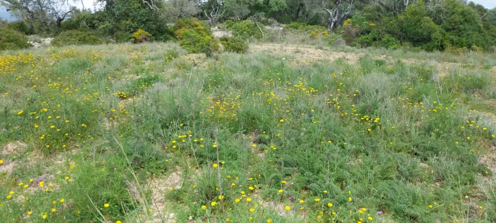 Lote de terreno Rustico