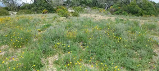 Lote de terreno Rustico