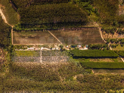 Terreno Agrícola na Fanadia | 16.100 m² de Potencial e Infraestruturas Preparadas