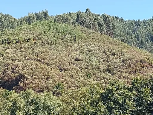Terreno Rústico para produção florestal com 4960m2 Pisão / Côja