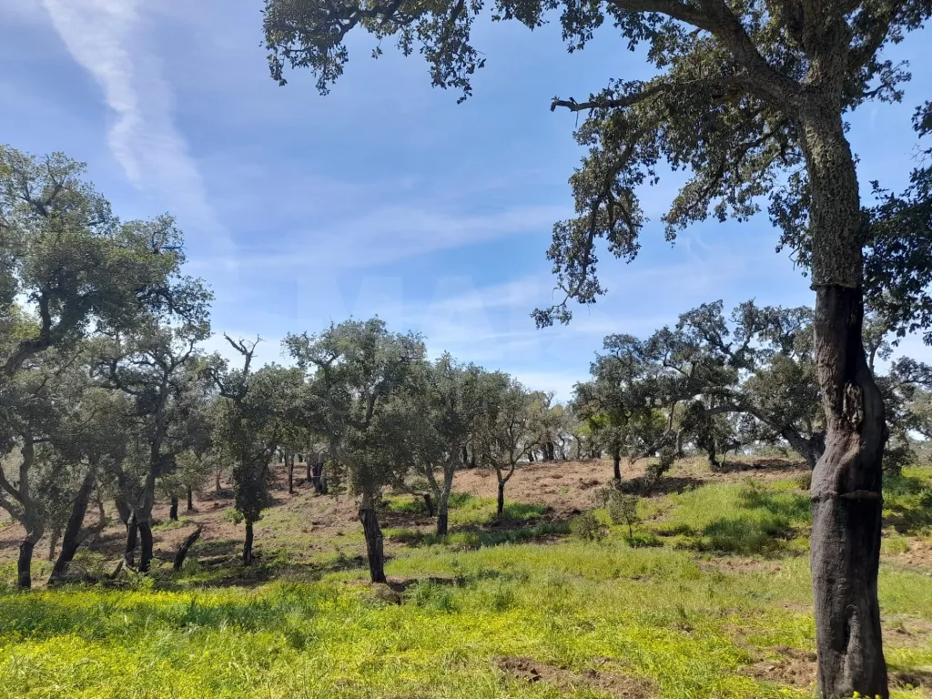 Terreno Urbano com 8.4 H em Melides