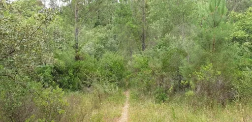 Terreno Rústico arborizado zona de POUSOS