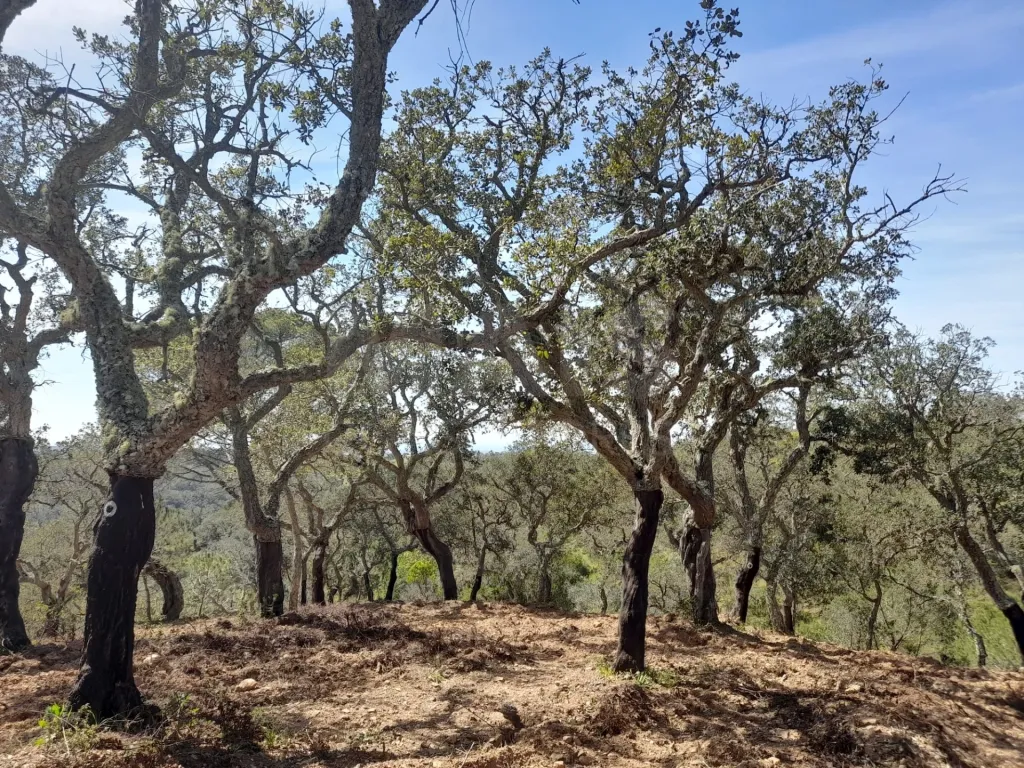 Terreno Urbano com 8.4 H em Melides