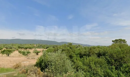 Terreno Rustico  Pedrogão TORRES NOVAS