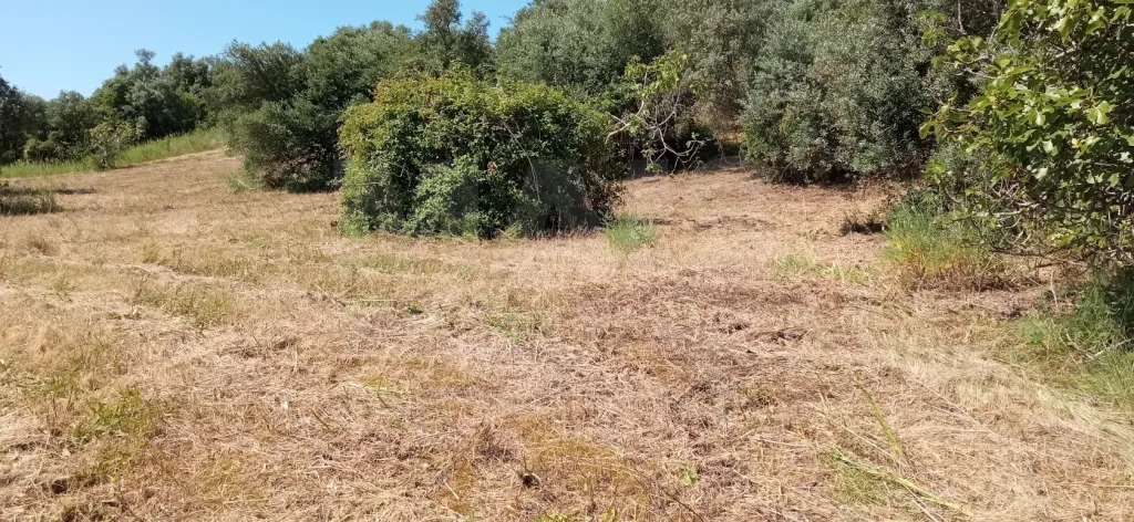 Terreno Misto com Ruina em TORRES NOVAS