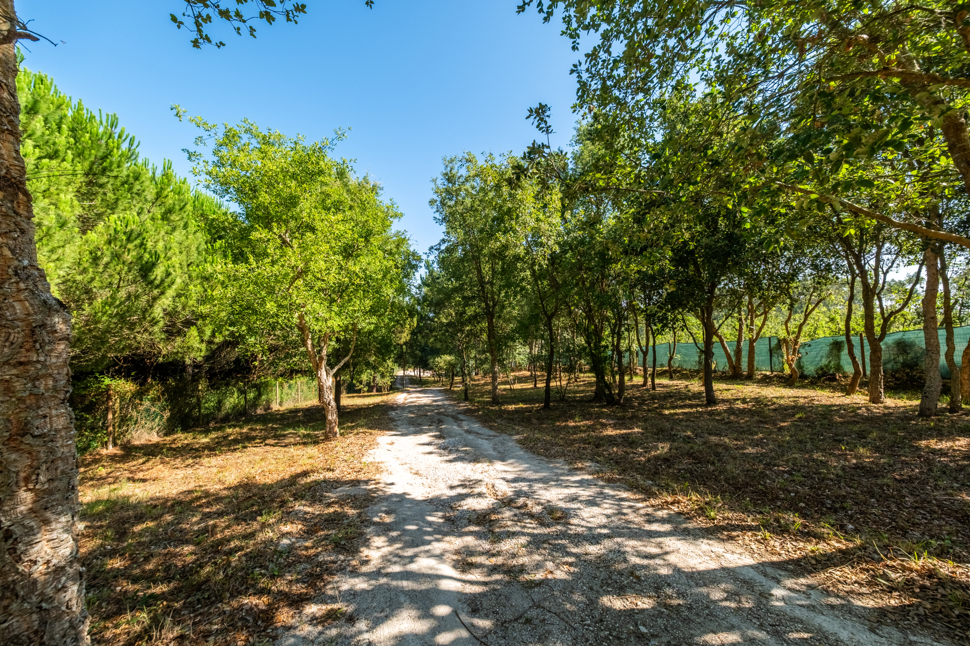 Terreno Agrícola na Fanadia | 16.100 m² de Potencial e Infraestruturas Preparadas
