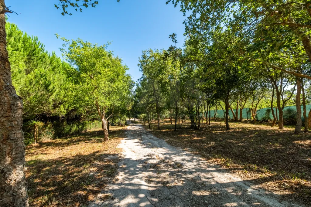 Terreno Agrícola na Fanadia | 16.100 m² de Potencial e Infraestruturas Preparadas