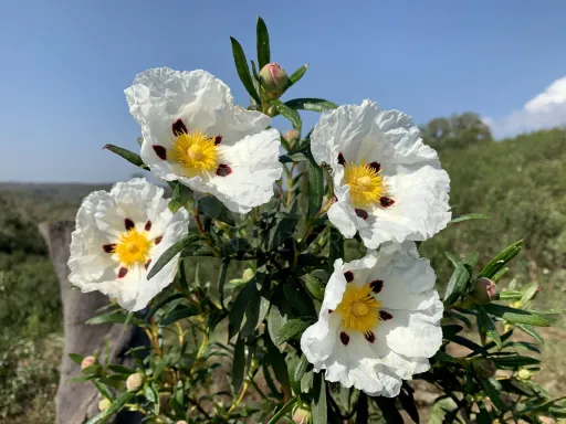 Herdade  com 40,85 hectares em São Bartolomeu da Serra, Santiago do Cacém