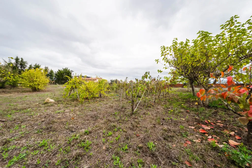 Moradia T3 com terreno