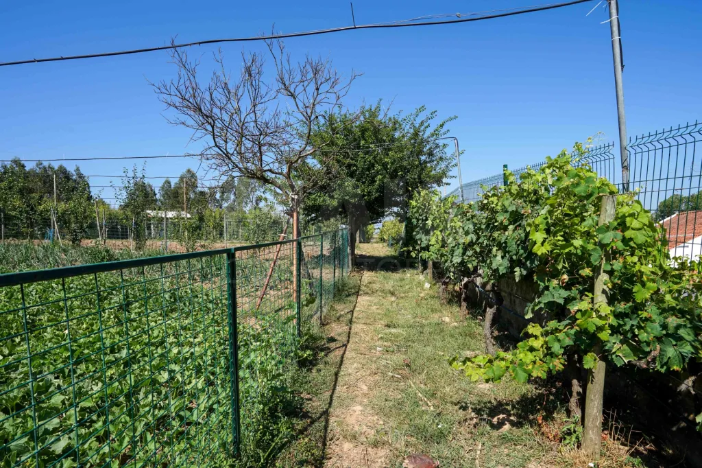 Quinta com moradia térrea em Torres Vedras