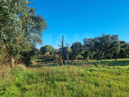 Terreno com Ruina SAO PEDRO DE TOMAR