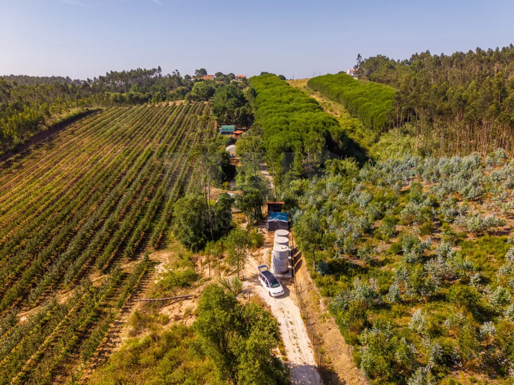 Terreno Agrícola na Fanadia | 16.100 m² de Potencial e Infraestruturas Preparadas