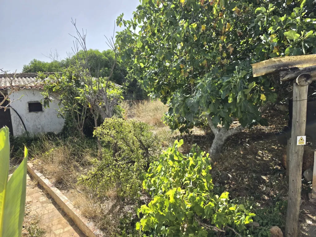 Moradia para recuperar com comercio, indústria, habitação e terreno com árvores de fruto