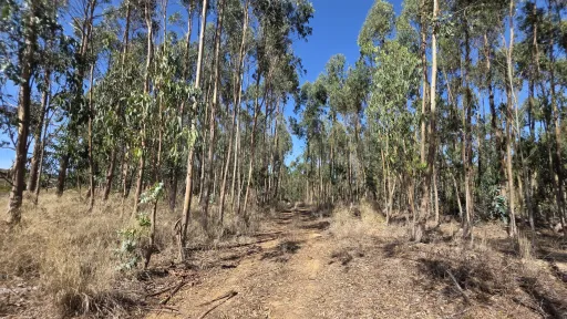Rustic land with cut eucalyptus trees
